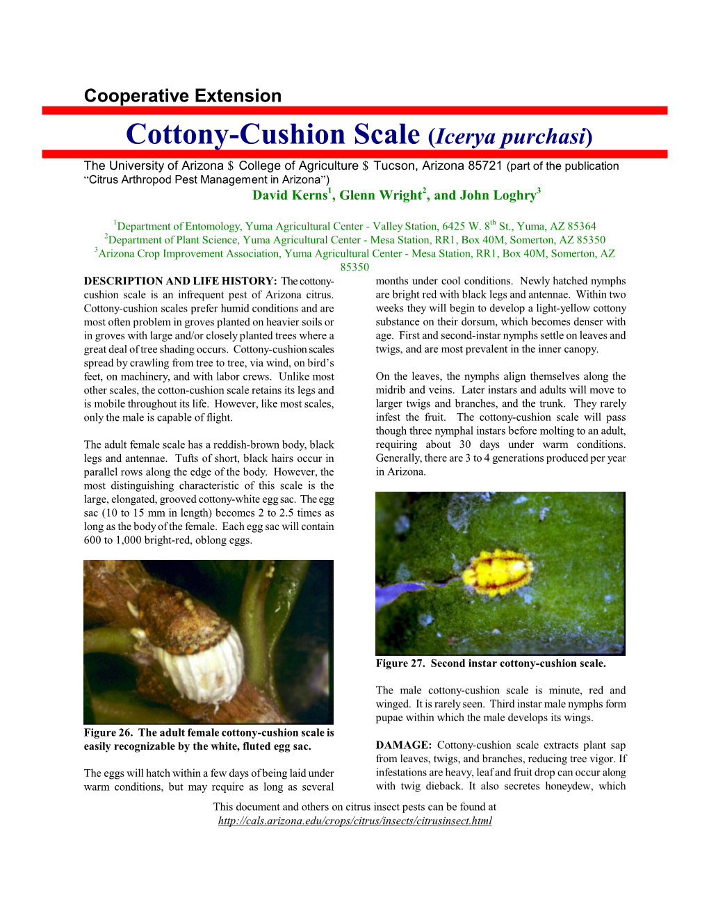 Cottony-Cushion Scale (Icerya Purchasi)