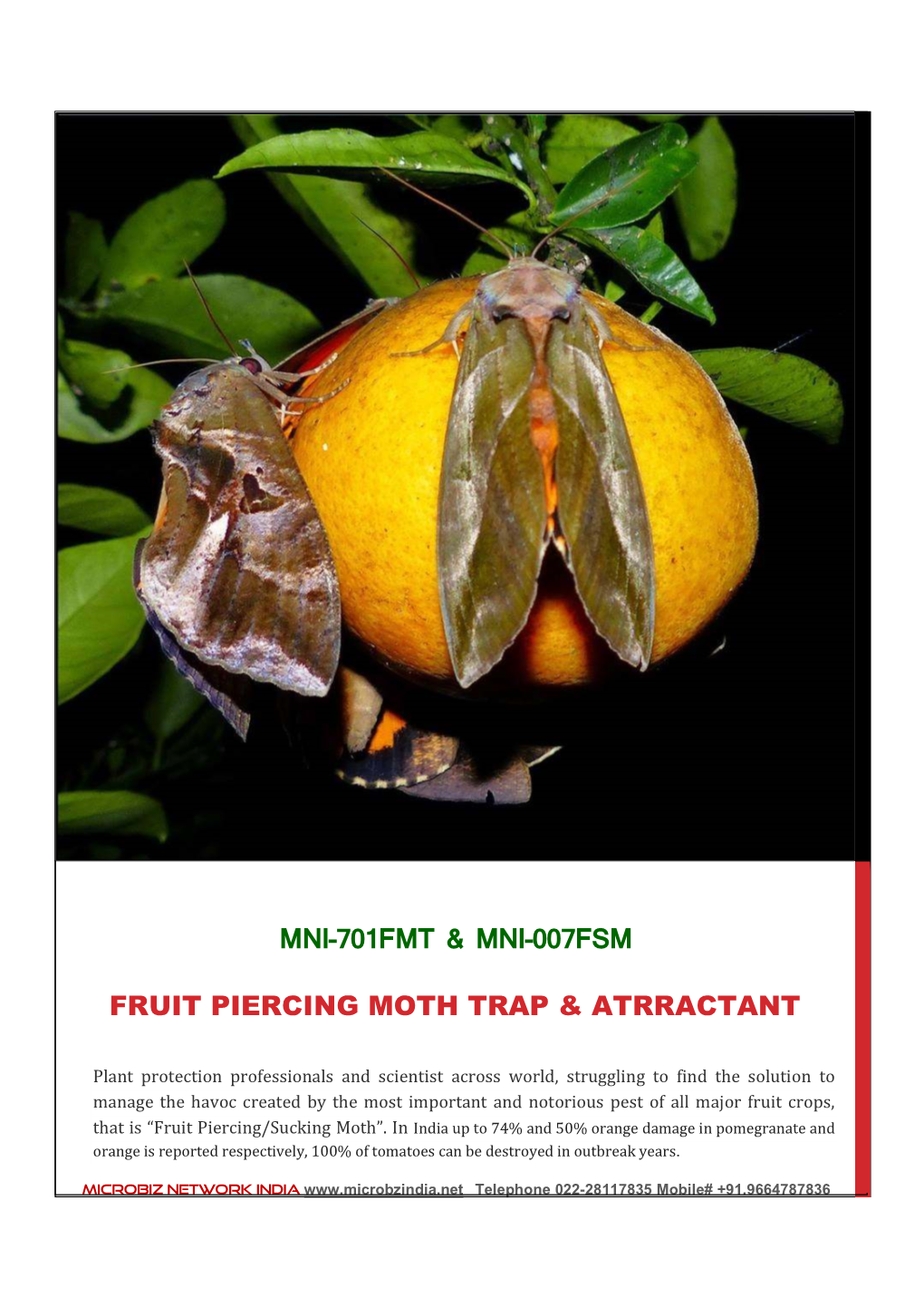 Fruit Piercing Moth Trap & Atrractant