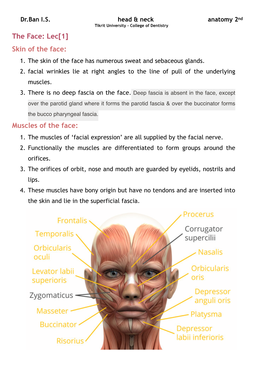 The Face: Lec[1] Skin of the Face: Muscles of the Face