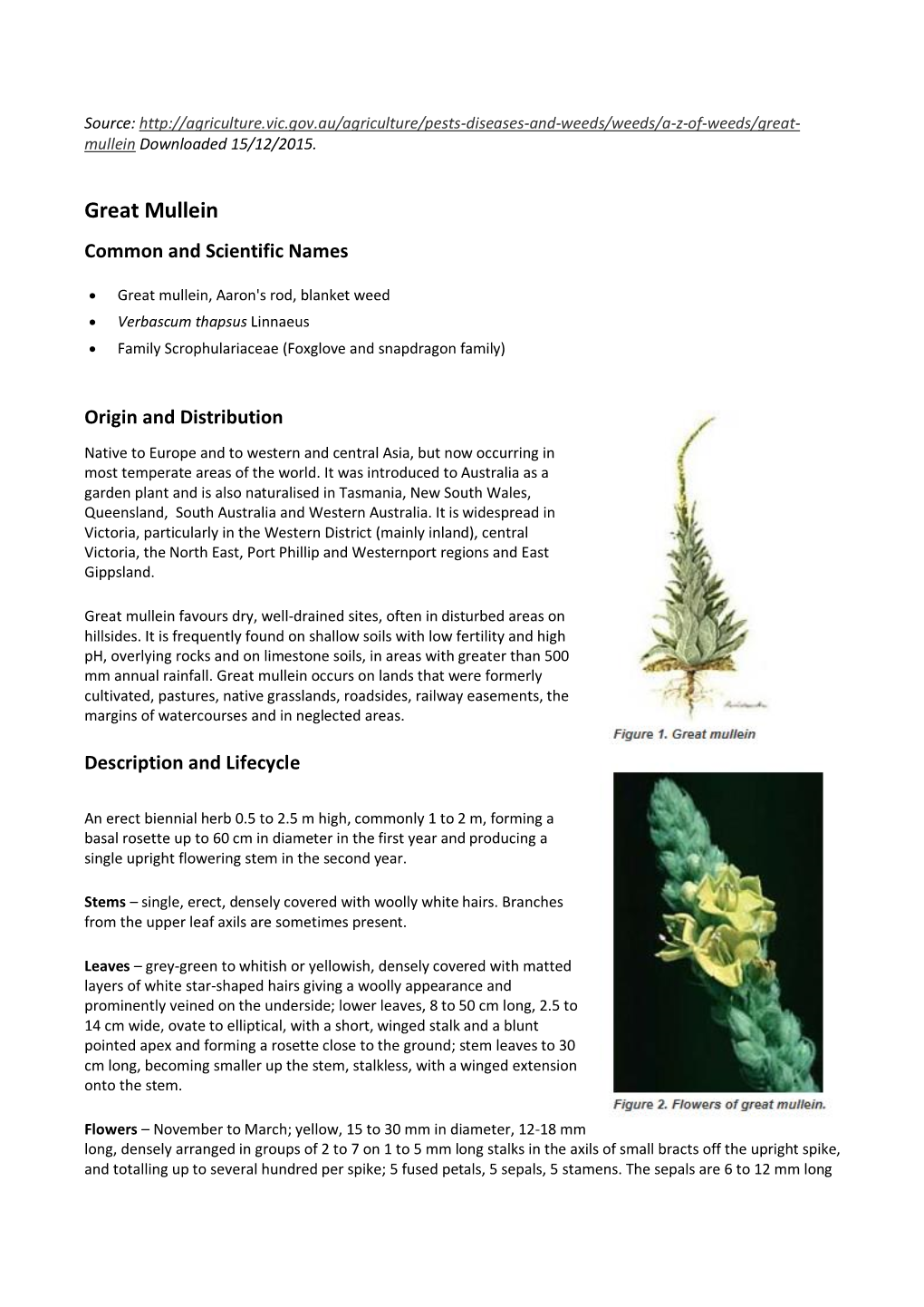 Great Mullein Common and Scientific Names