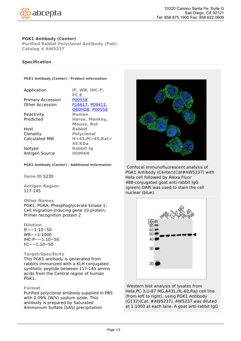 PGK1 Antibody (Center) Purified Rabbit Polyclonal Antibody (Pab) Catalog # AW5237