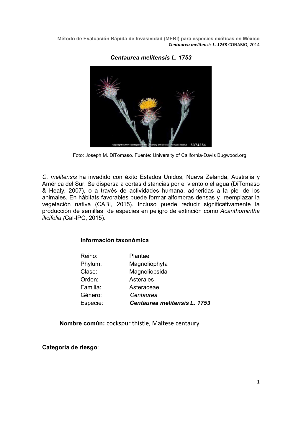 Centaurea Melitensis L. 1753 CONABIO, 2014