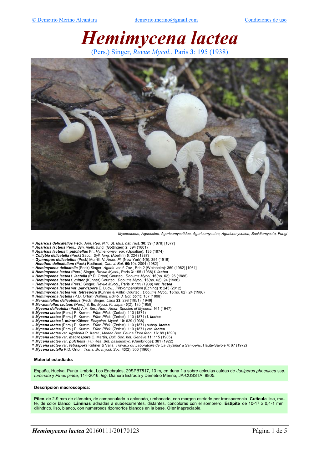 Hemimycena Lactea