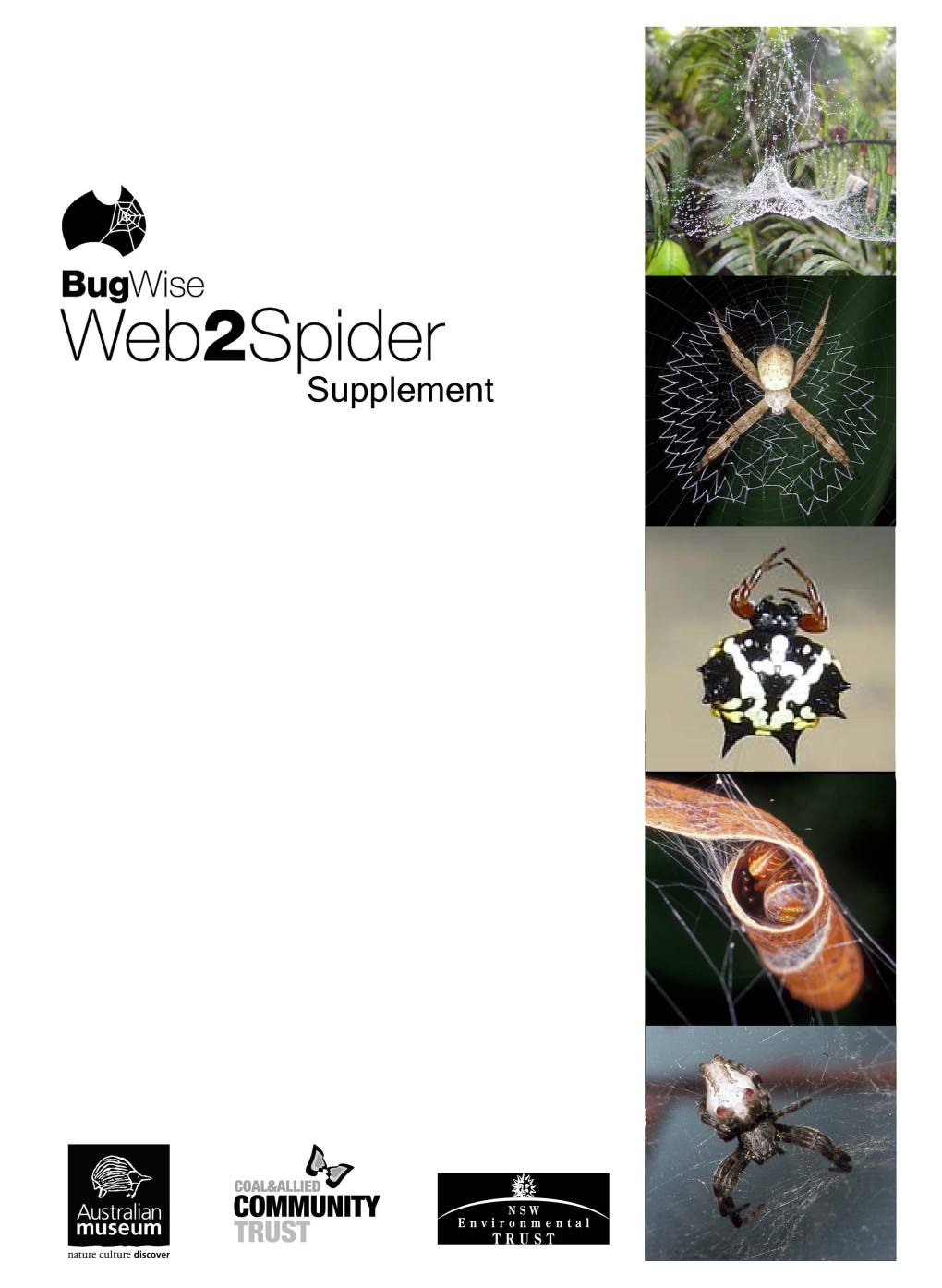 Spiders Around the Sydney and Hunter Region That Commonly Make the Web Types Found in the Web2spider Guide