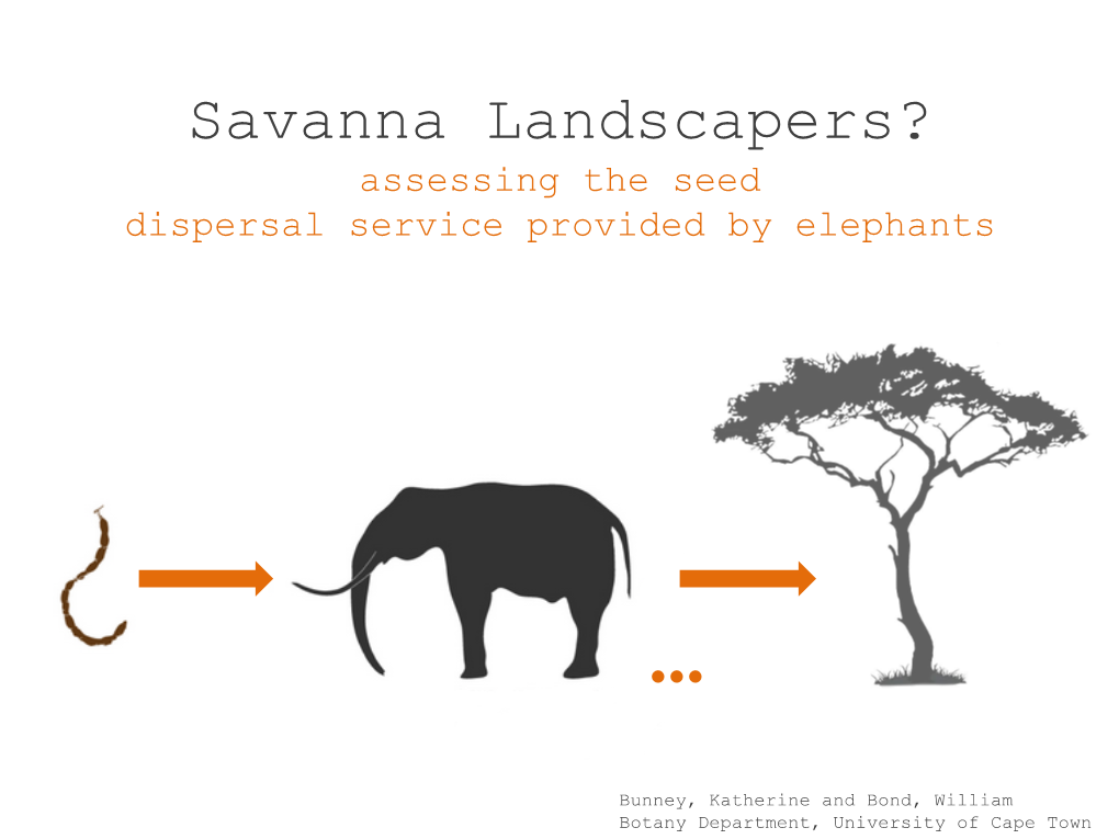 Savanna Landscapers? Assessing the Seed Dispersal Service Provided by Elephants
