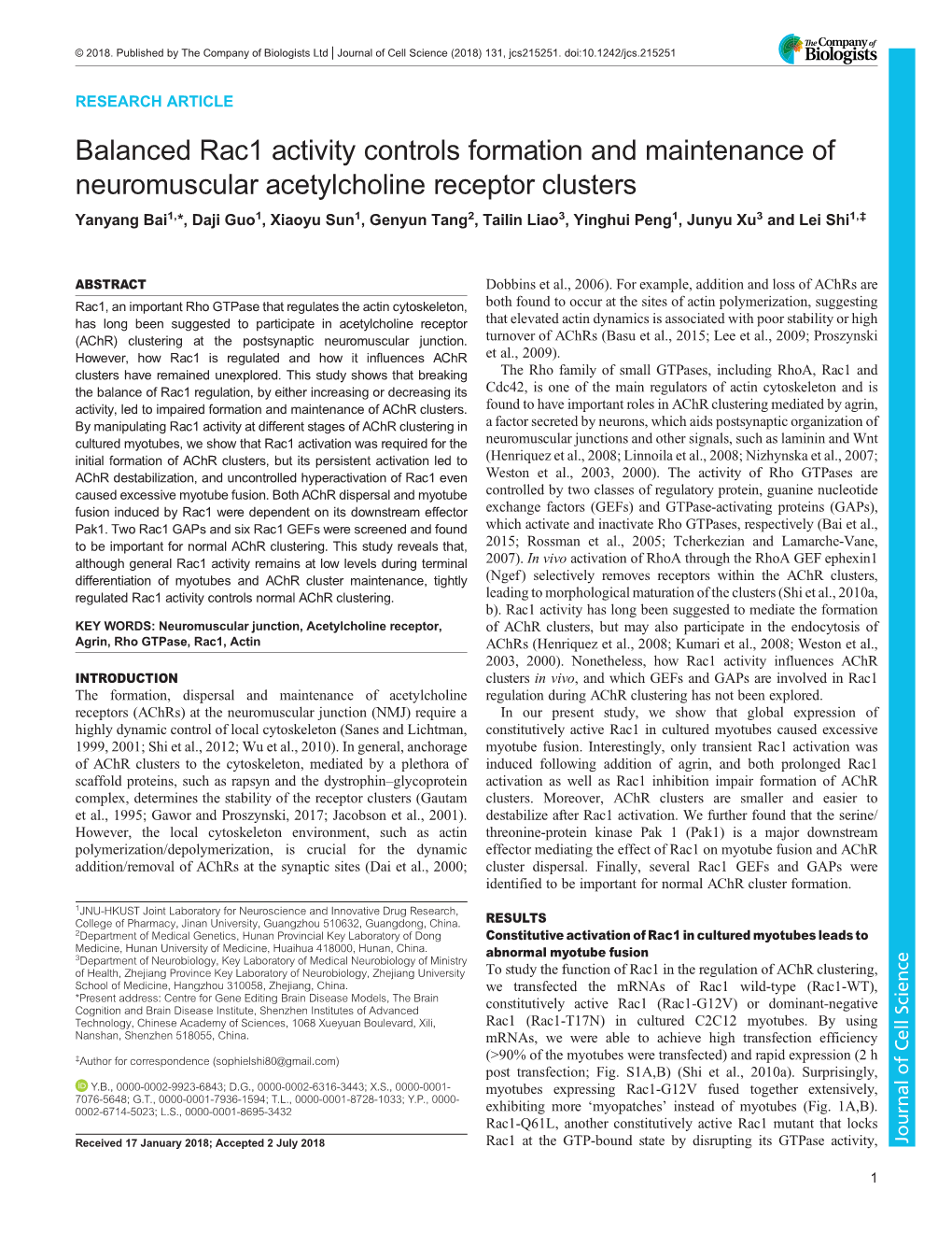 Balanced Rac1 Activity Controls Formation and Maintenance Of