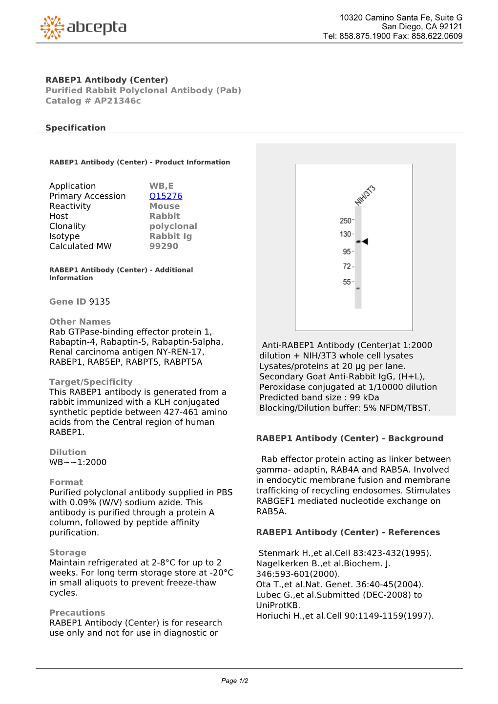 RABEP1 Antibody (Center) Purified Rabbit Polyclonal Antibody (Pab) Catalog # Ap21346c