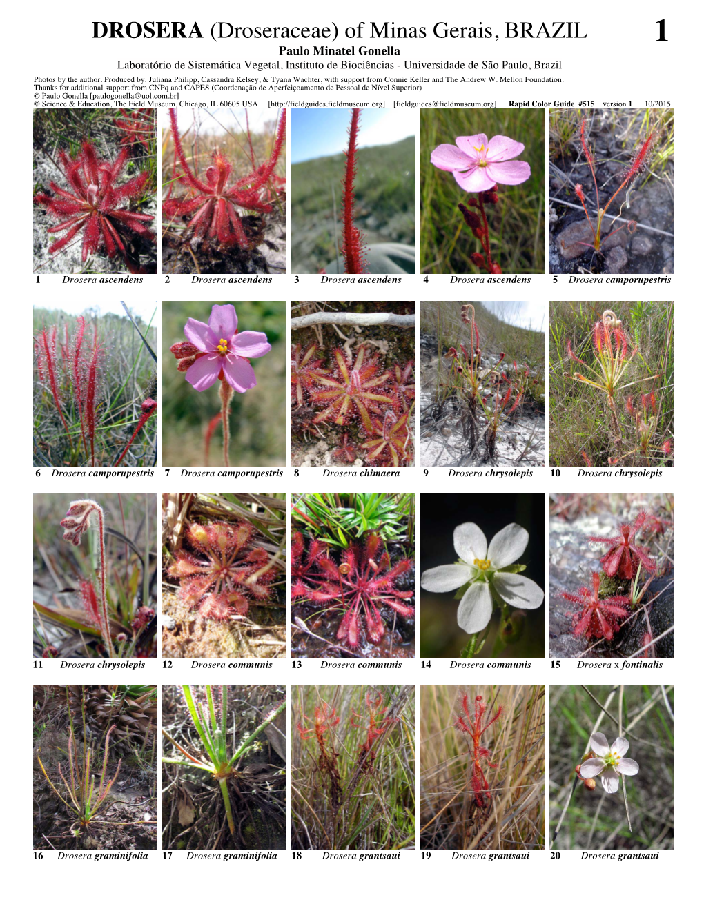 DROSERA (Droseraceae) of Minas Gerais, BRAZIL