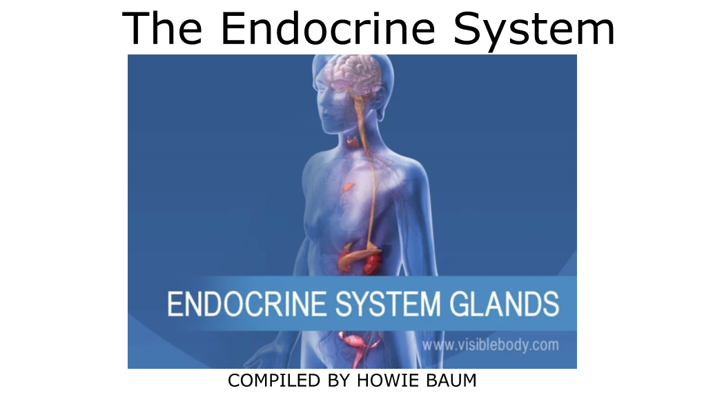 The Endocrine System.Pdf