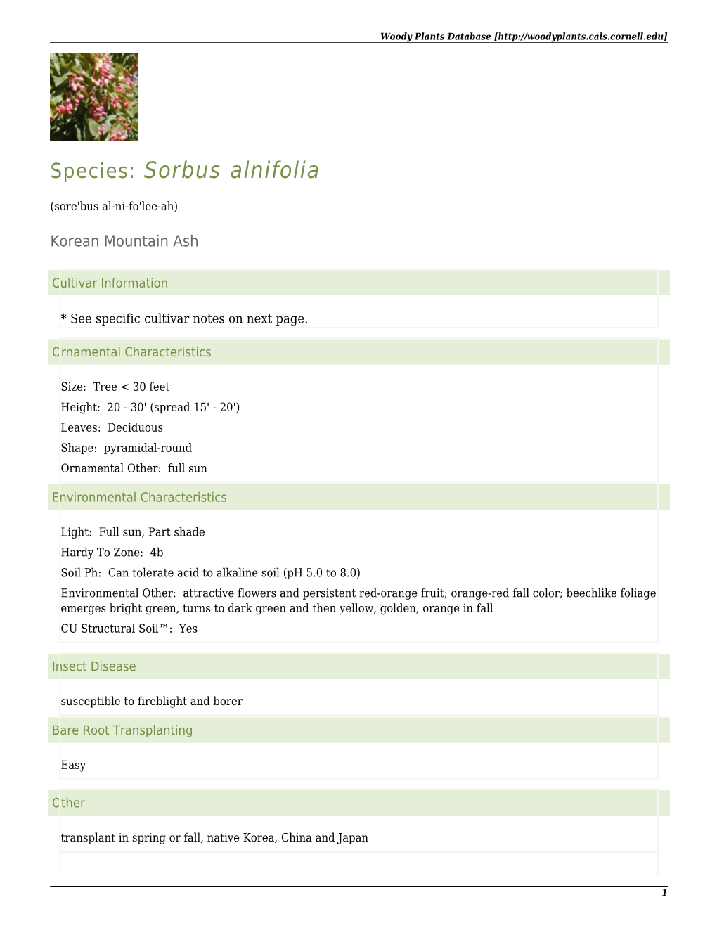 Species: Sorbus Alnifolia