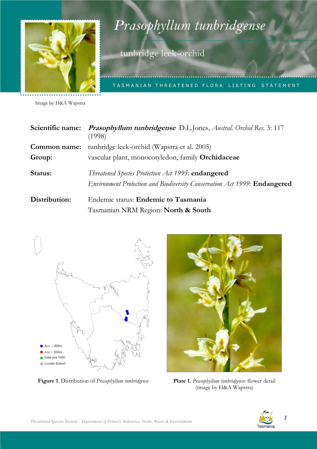 Prasophyllum Tunbridgense Tunbridgense (Tunbridge Leek-Orchid)