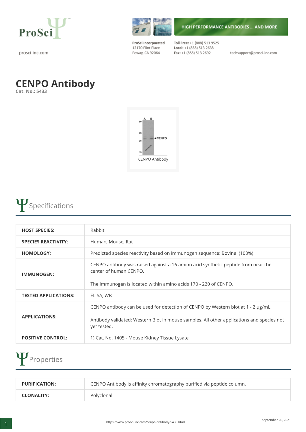 CENPO Antibody Cat