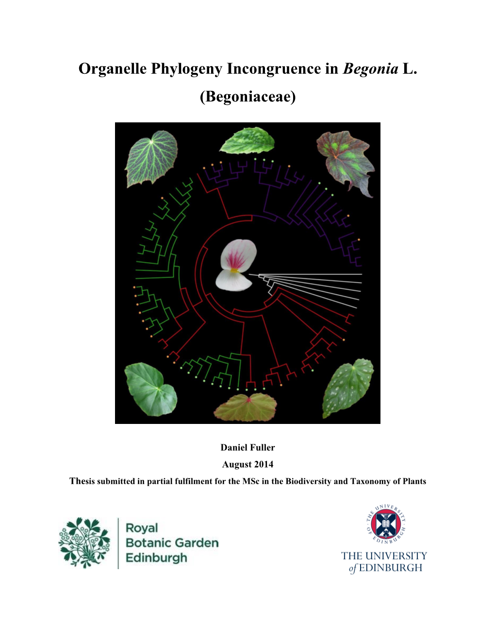 Organelle Phylogeny Incongruence in Begonia L. (Begoniaceae)