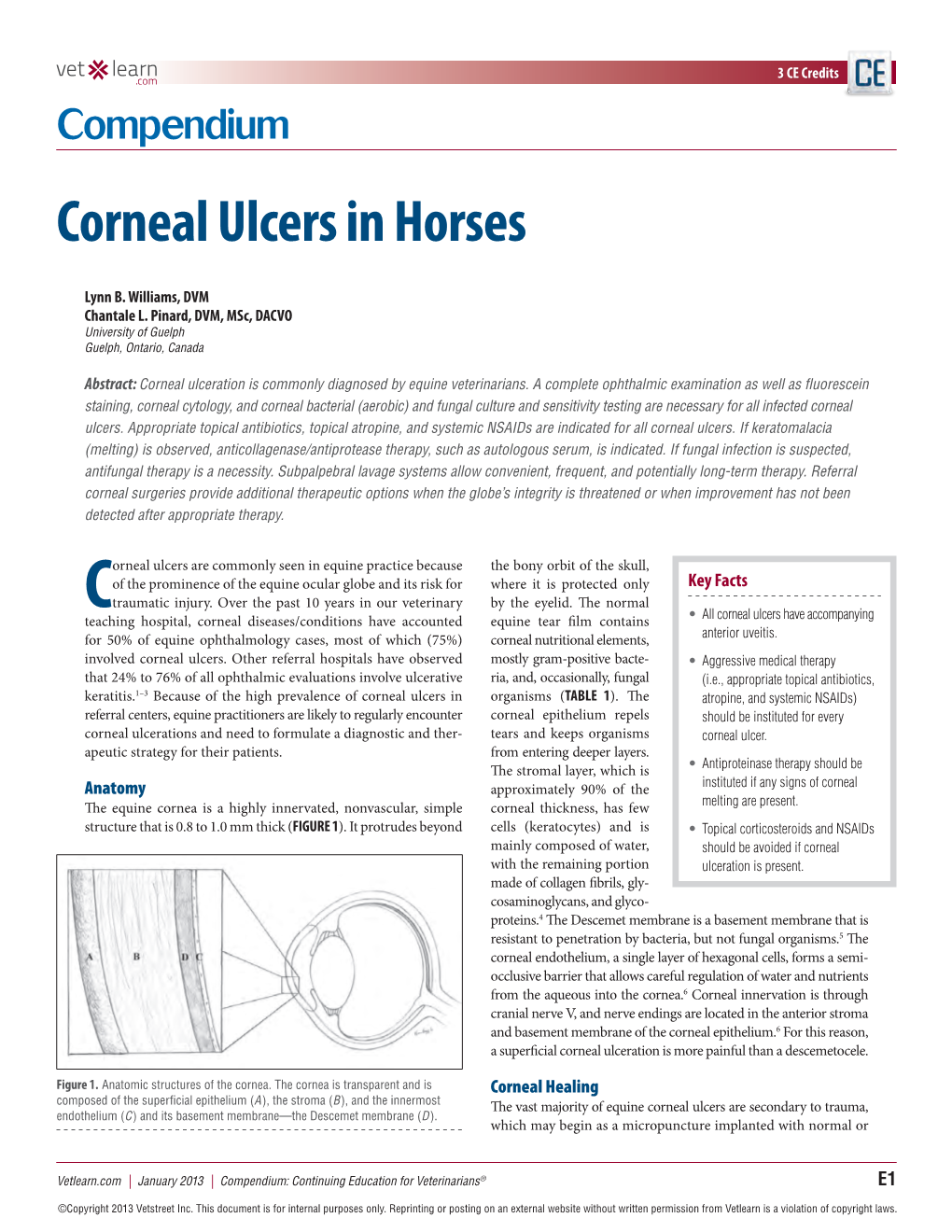 Corneal Ulcers in Horses