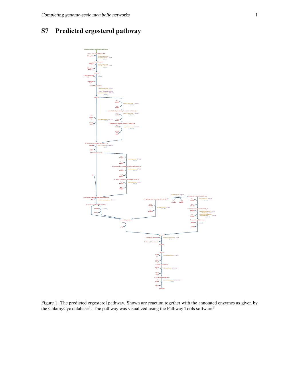 S7 Predicted Ergosterol Pathway