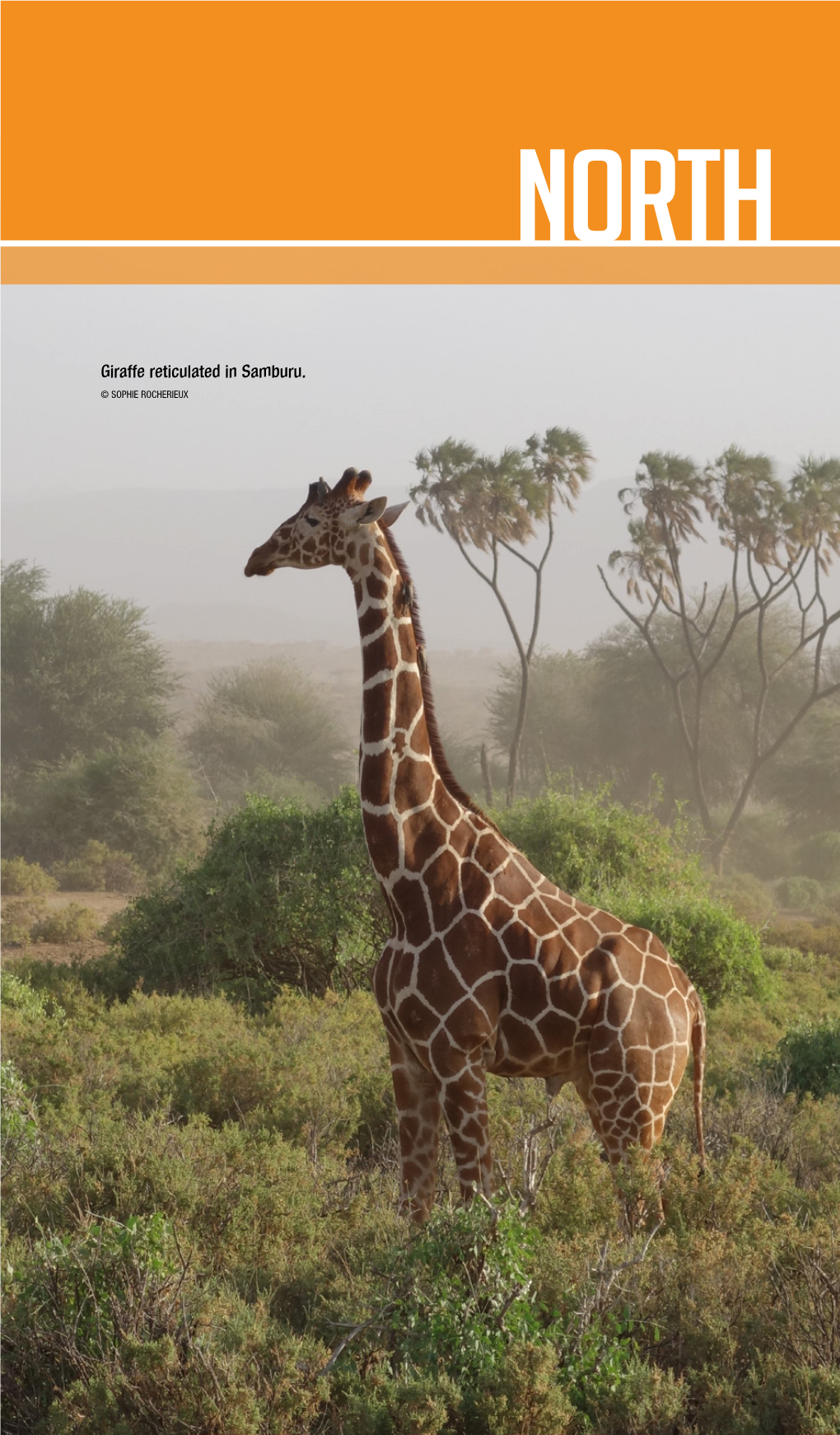 Giraffe Reticulated in Samburu. © SOPHIE ROCHERIEUX 184 North SOUDAN DU SUD