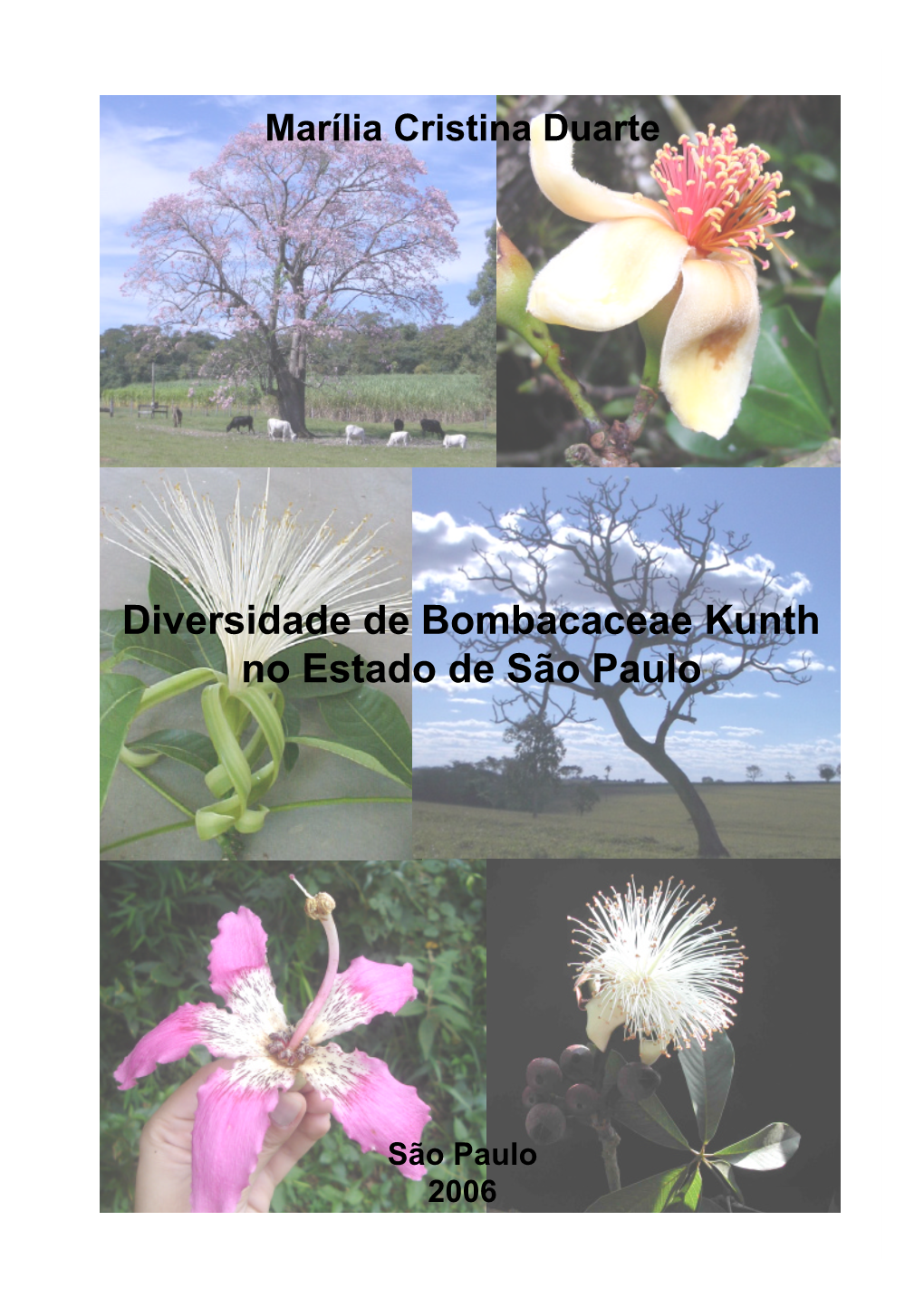 Diversidade De Bombacaceae Kunth No Estado De São Paulo