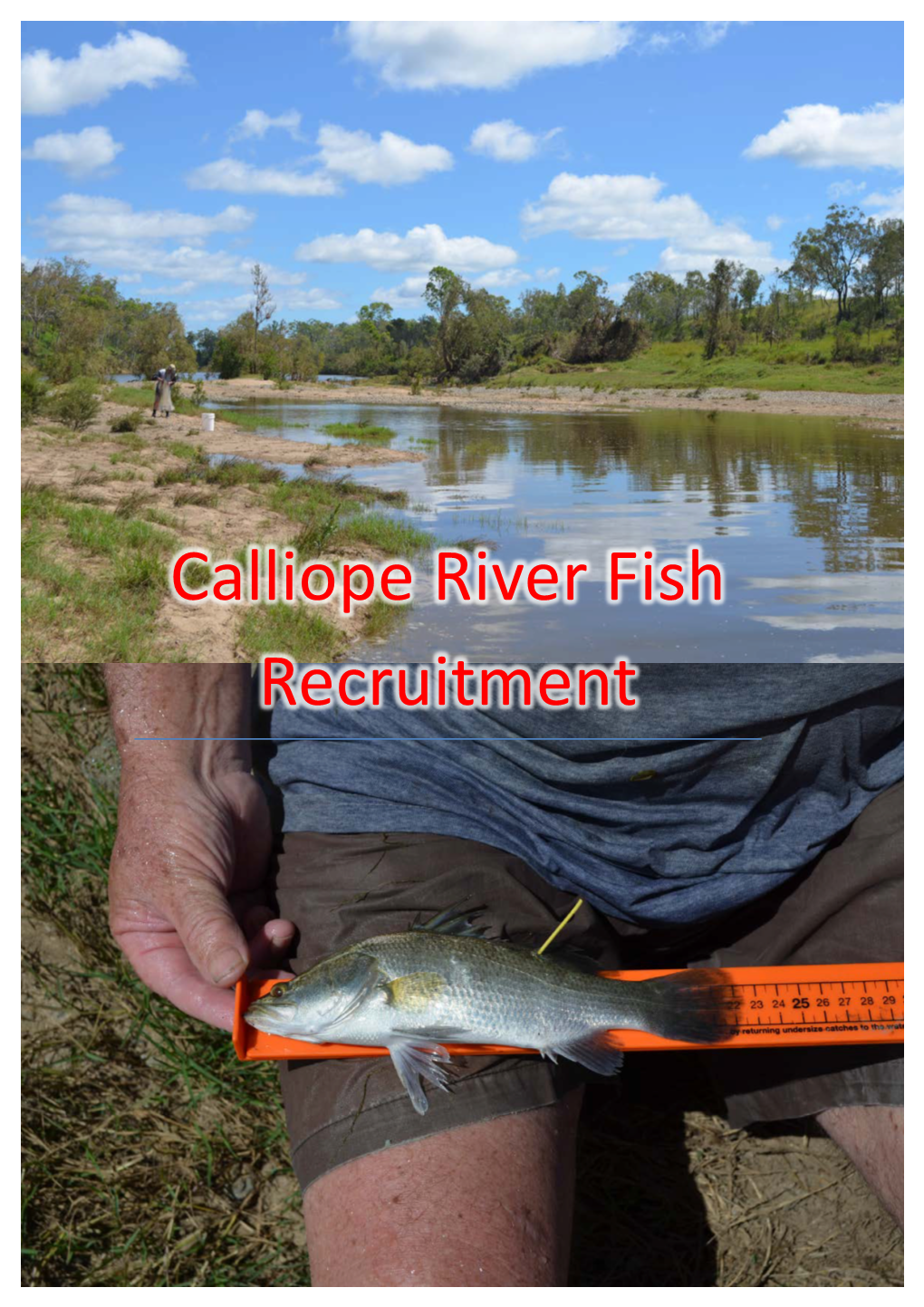 Calliope River Fish Recruitment