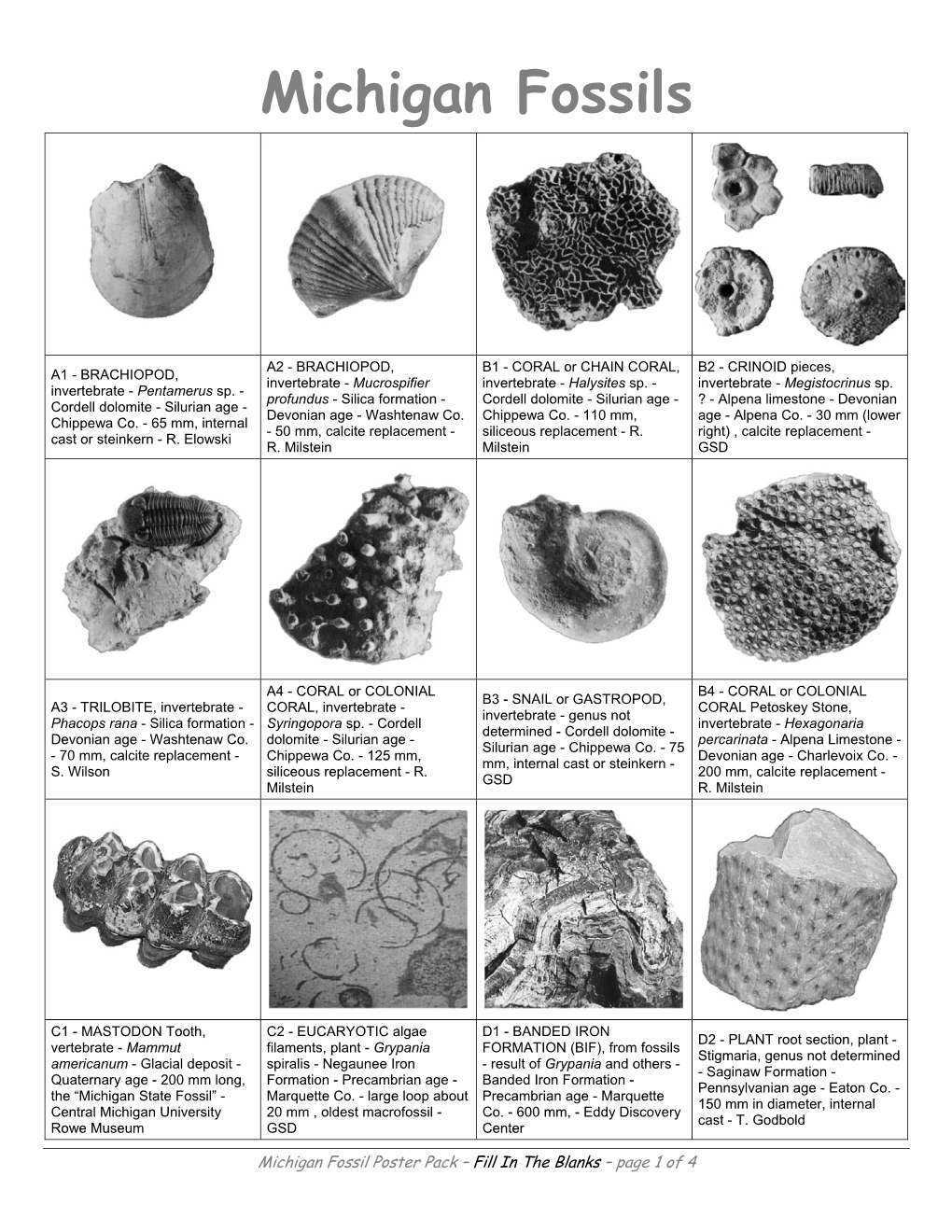 Michigan Fossils