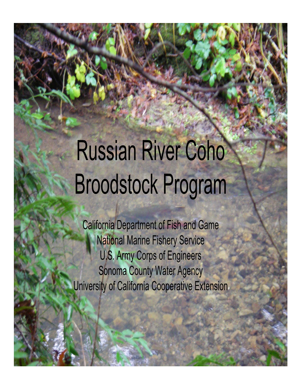 Russian River Coho Broodstock Program