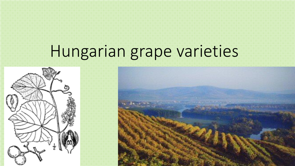 Properties Determining the Values of the Grape Varieties Phenological Features