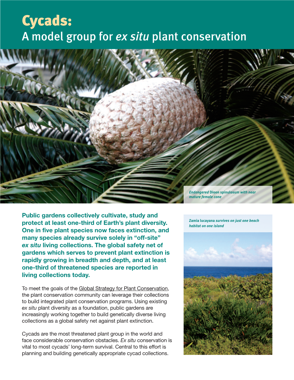 Cycads: a Model Group for Ex Situ Plant Conservation