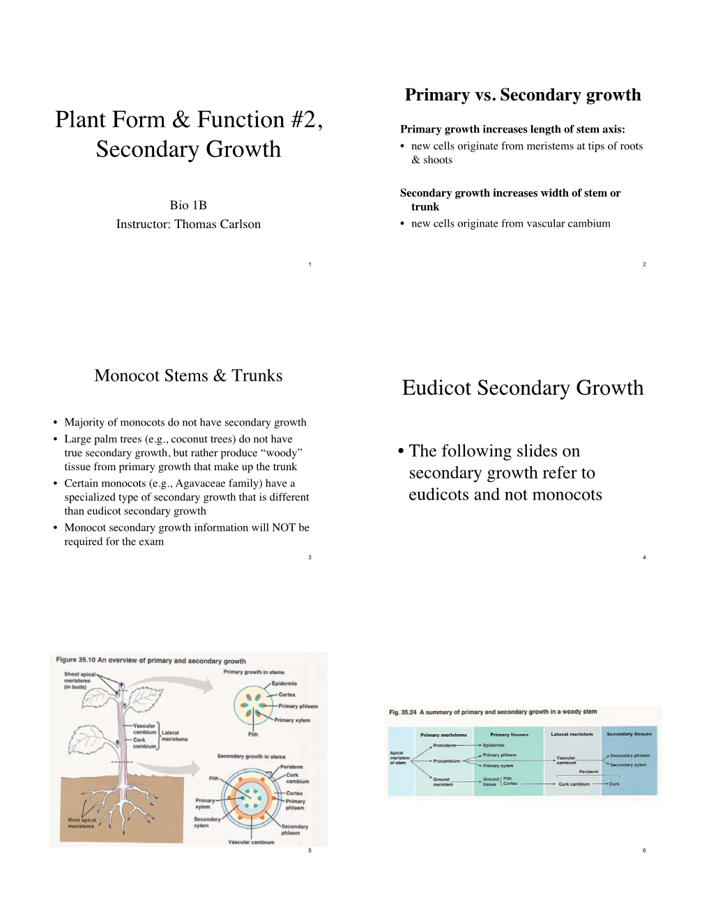 Plant Form & Function #2, Secondary Growth