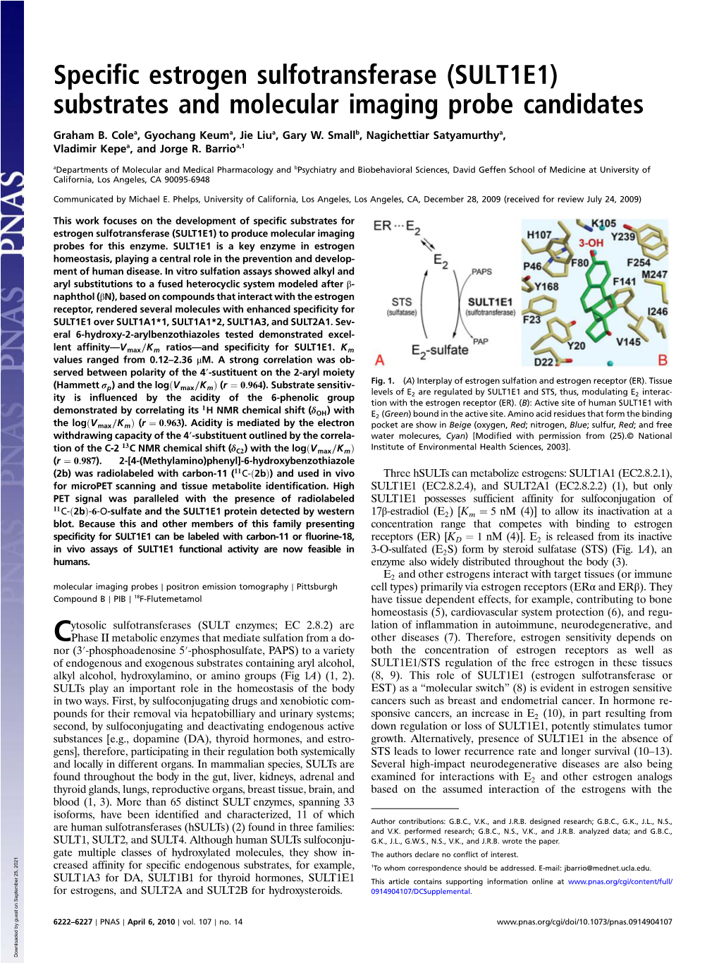 Specific Estrogen Sulfotransferase (SULT1E1) Substrates and Molecular Imaging Probe Candidates