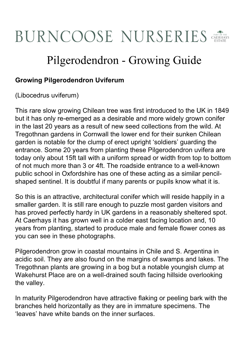 Pilgerodendron - Growing Guide