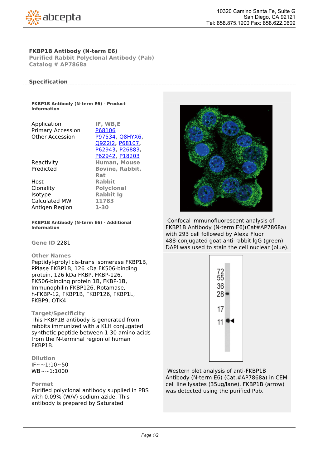 FKBP1B Antibody (N-Term E6) Purified Rabbit Polyclonal Antibody (Pab) Catalog # Ap7868a