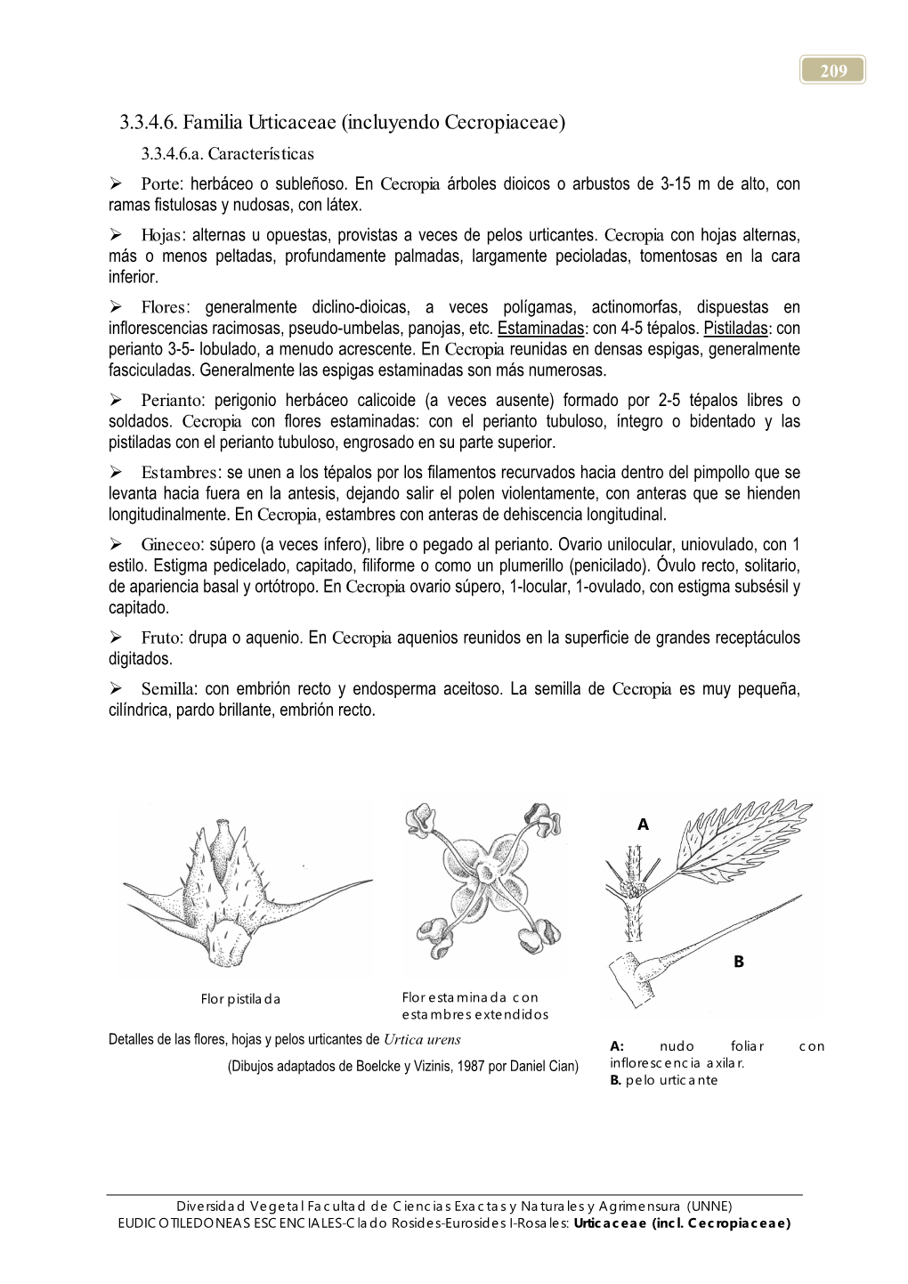 3.3.4.6. Familia Urticaceae (Incluyendo Cecropiaceae) 3.3.4.6.A