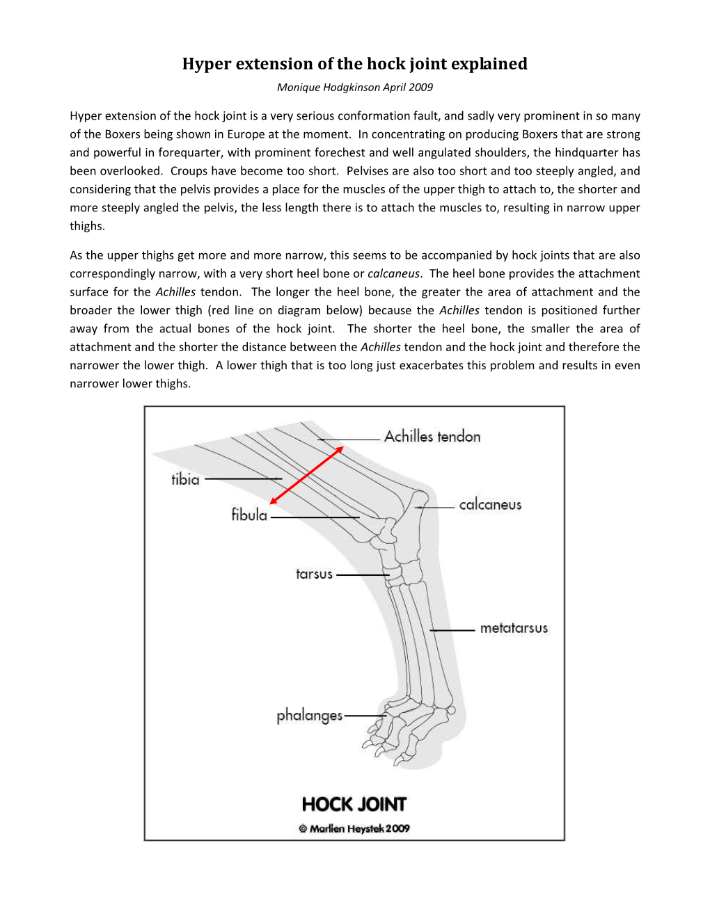 Hyper Extension of the Hock Joint Explained Monique Hodgkinson April 2009