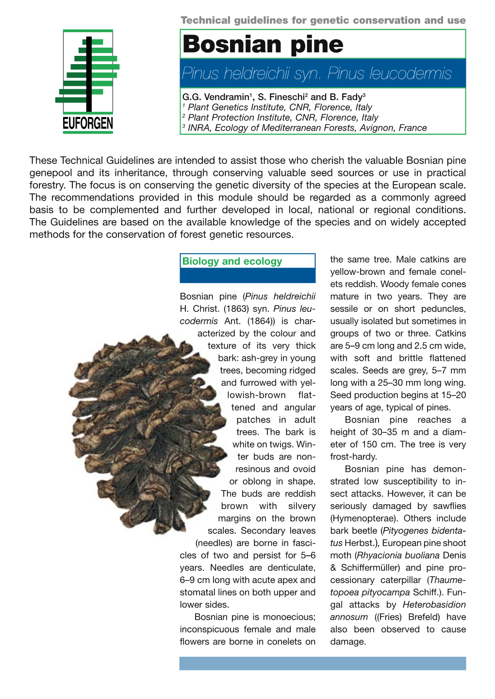 Bosnian Pine (Pinus Heldreichii Syn. Pinus Leucodermis)