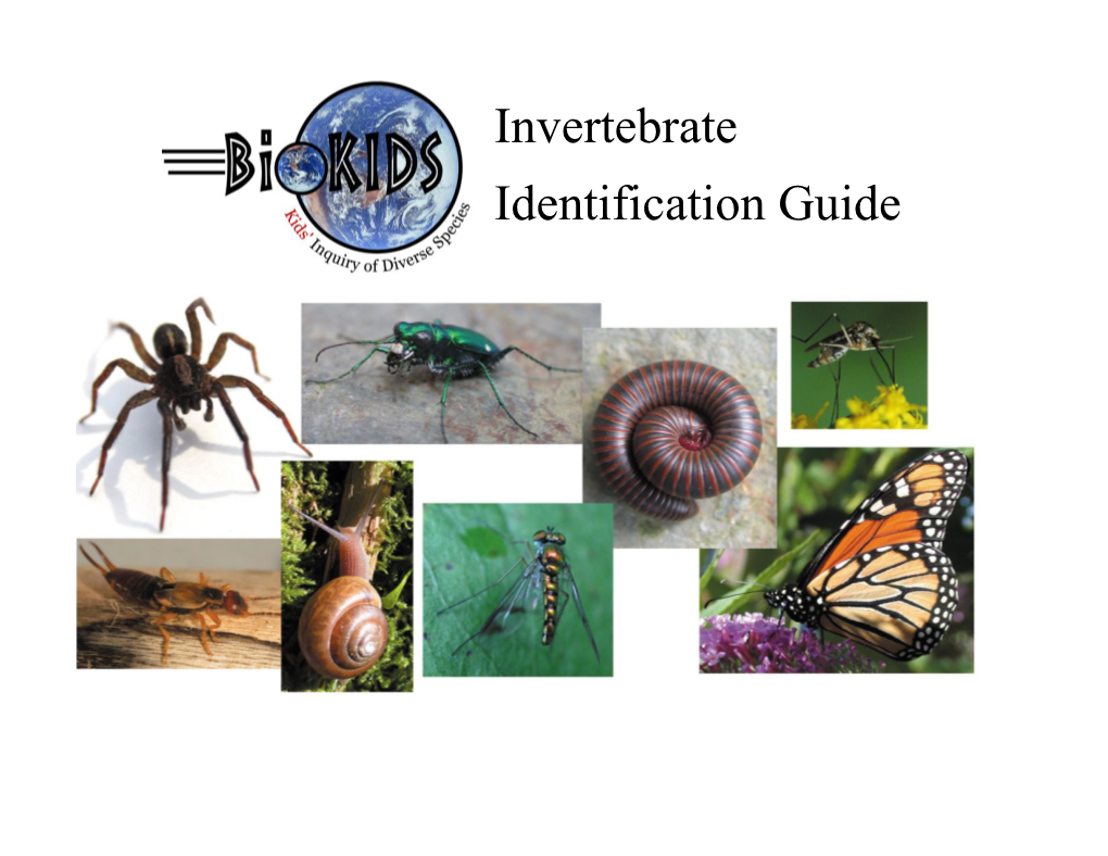 Invertebrate Identification Guide 1 Welcome to the Biokids Invertebrate Identification Guide! This Guide Will Help You Identify Animals You Find in Your Schoolyard