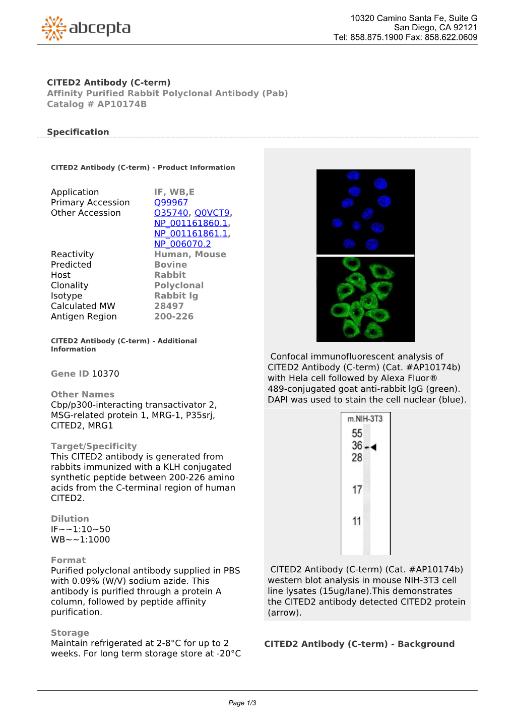 CITED2 Antibody (C-Term) Affinity Purified Rabbit Polyclonal Antibody (Pab) Catalog # AP10174B