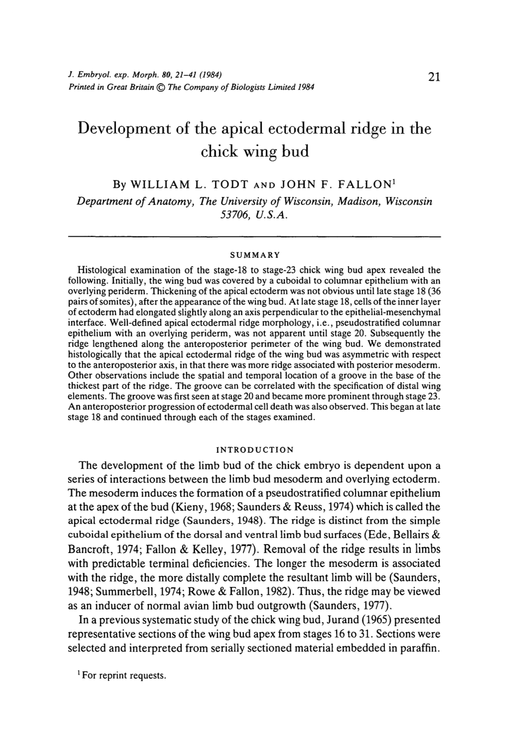 Development of the Apical Ectodermal Ridge in the Chick Wing Bud