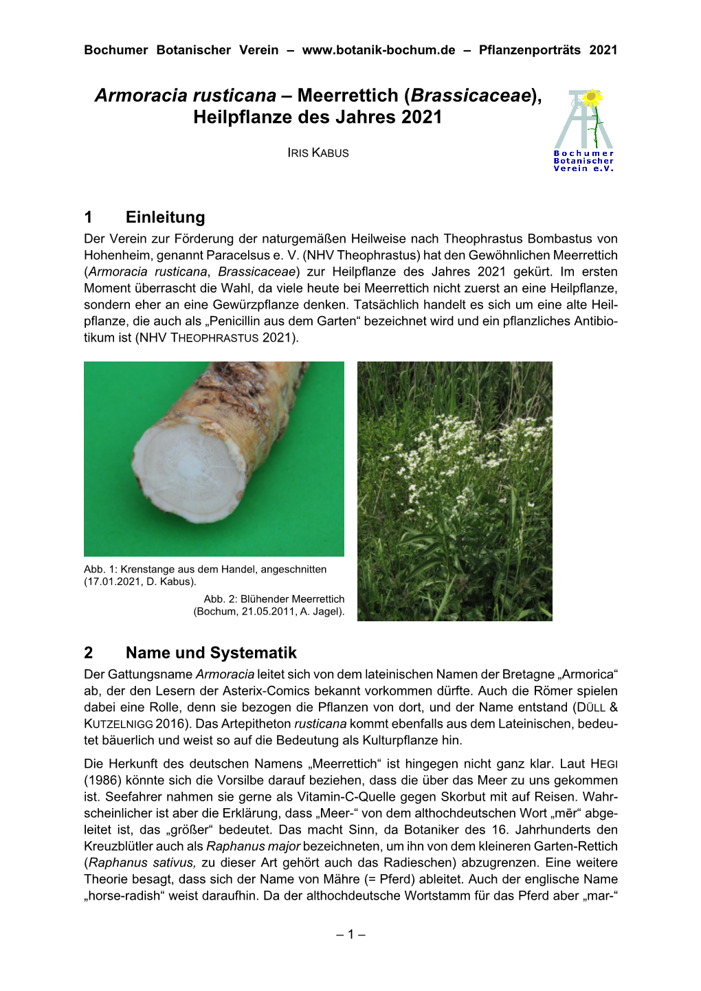 Armoracia Rusticana – Meerrettich (Brassicaceae), Heilpflanze Des Jahres 2021