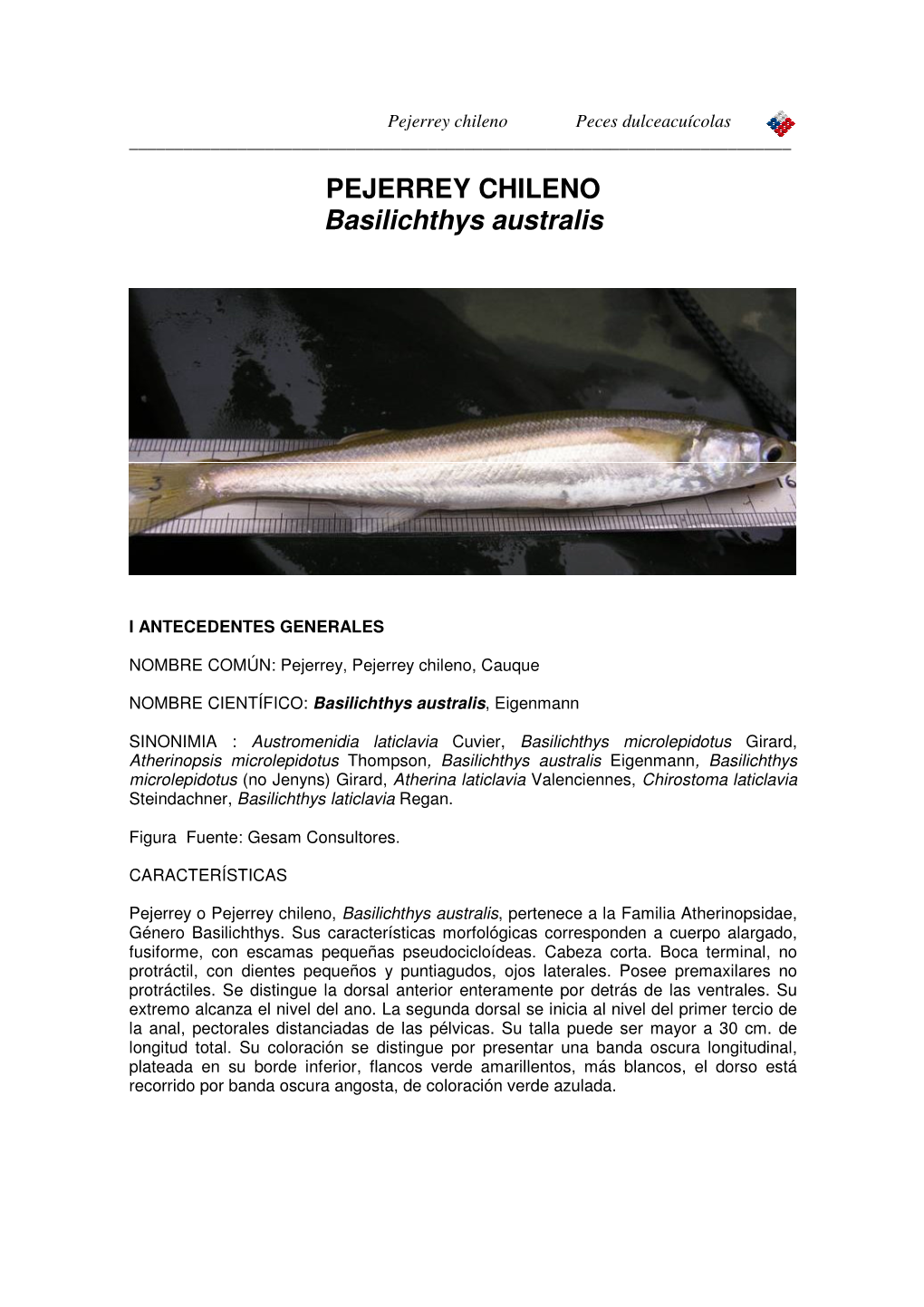 PEJERREY CHILENO Basilichthys Australis