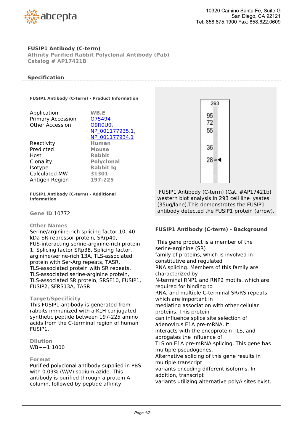 FUSIP1 Antibody (C-Term) Affinity Purified Rabbit Polyclonal Antibody (Pab) Catalog # AP17421B