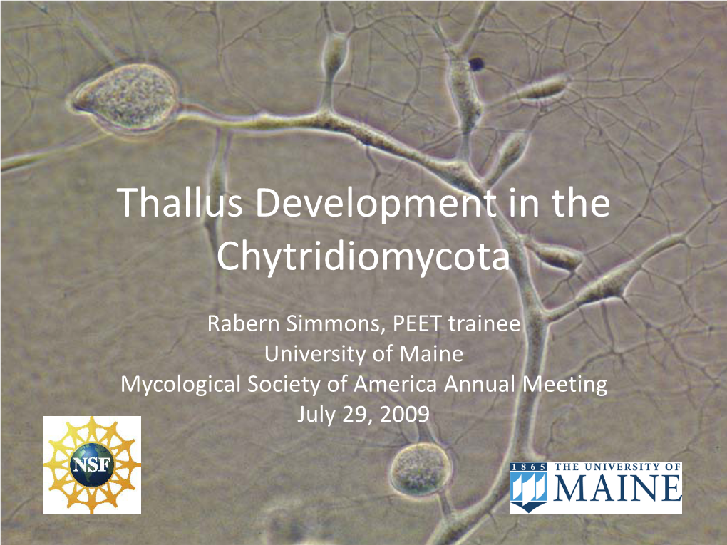 Thallus Development in the Chytridiomycota