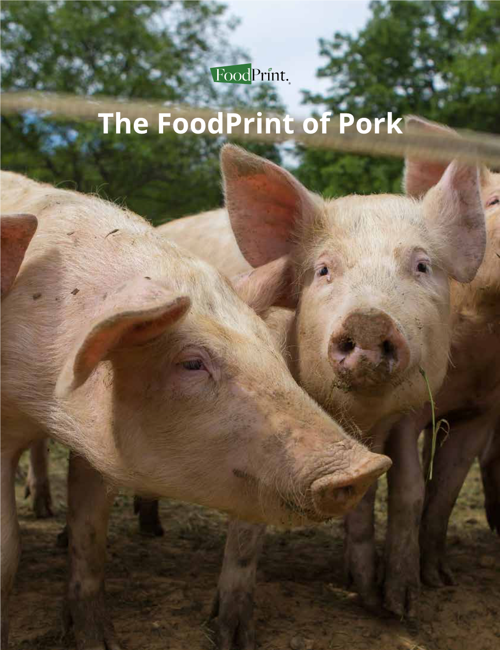 The Foodprint of Pork