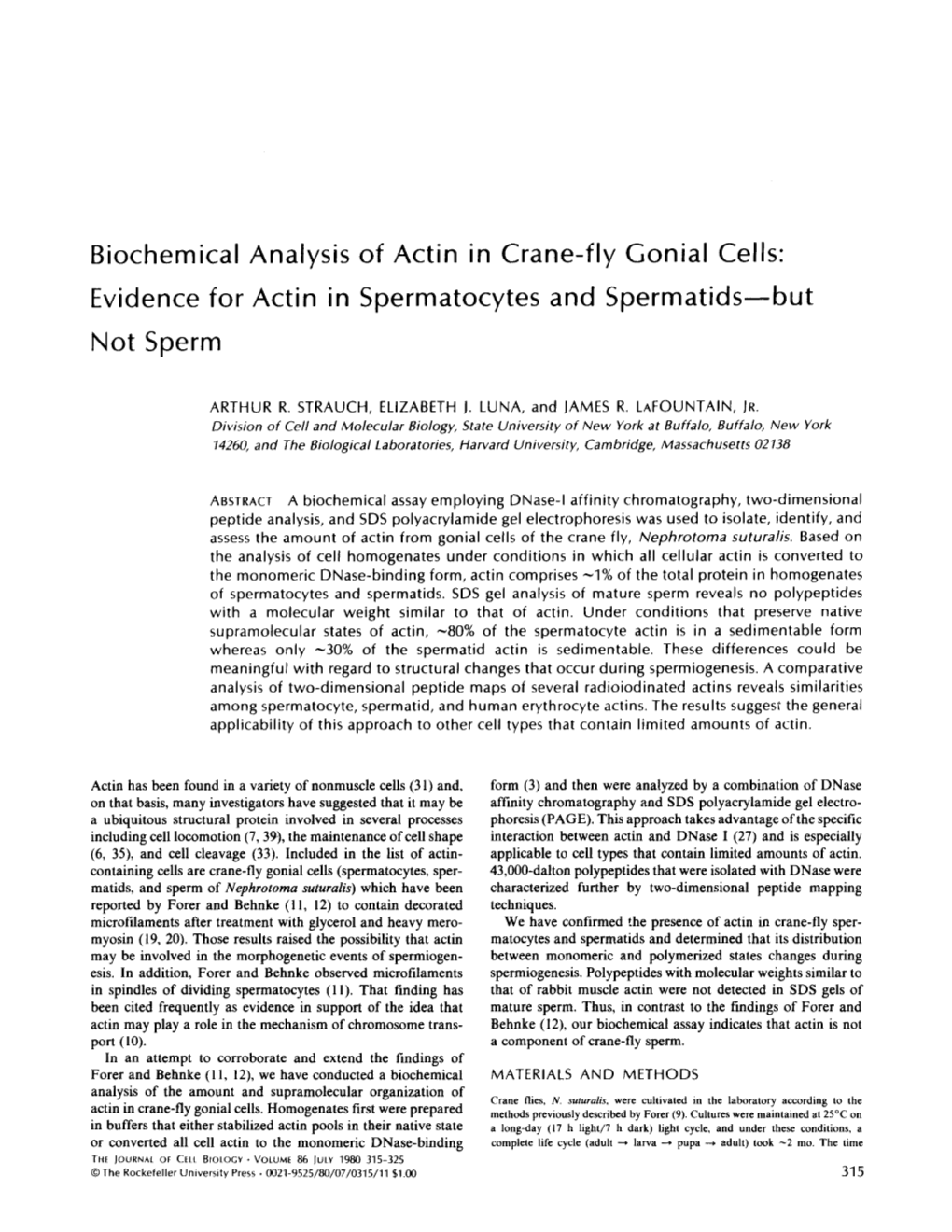 Biochemical Analysis of Actin in Crane-Fly Gonial Cells : Evidence for Actin in Spermatocytes and Spermatids-But Not Sperm