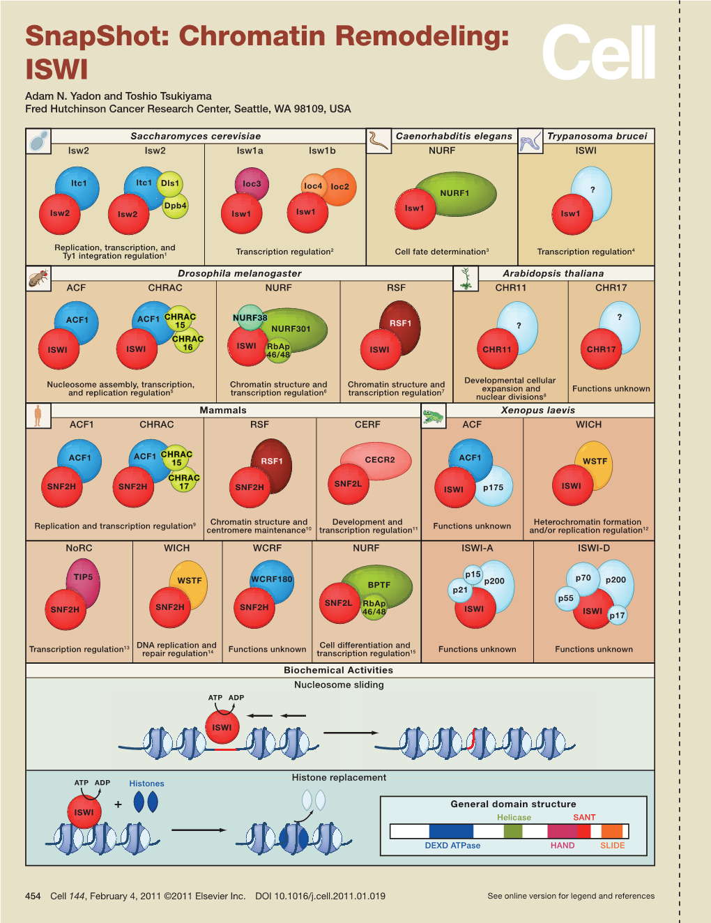 Snapshot: Chromatin Remodeling: ISWI Adam N