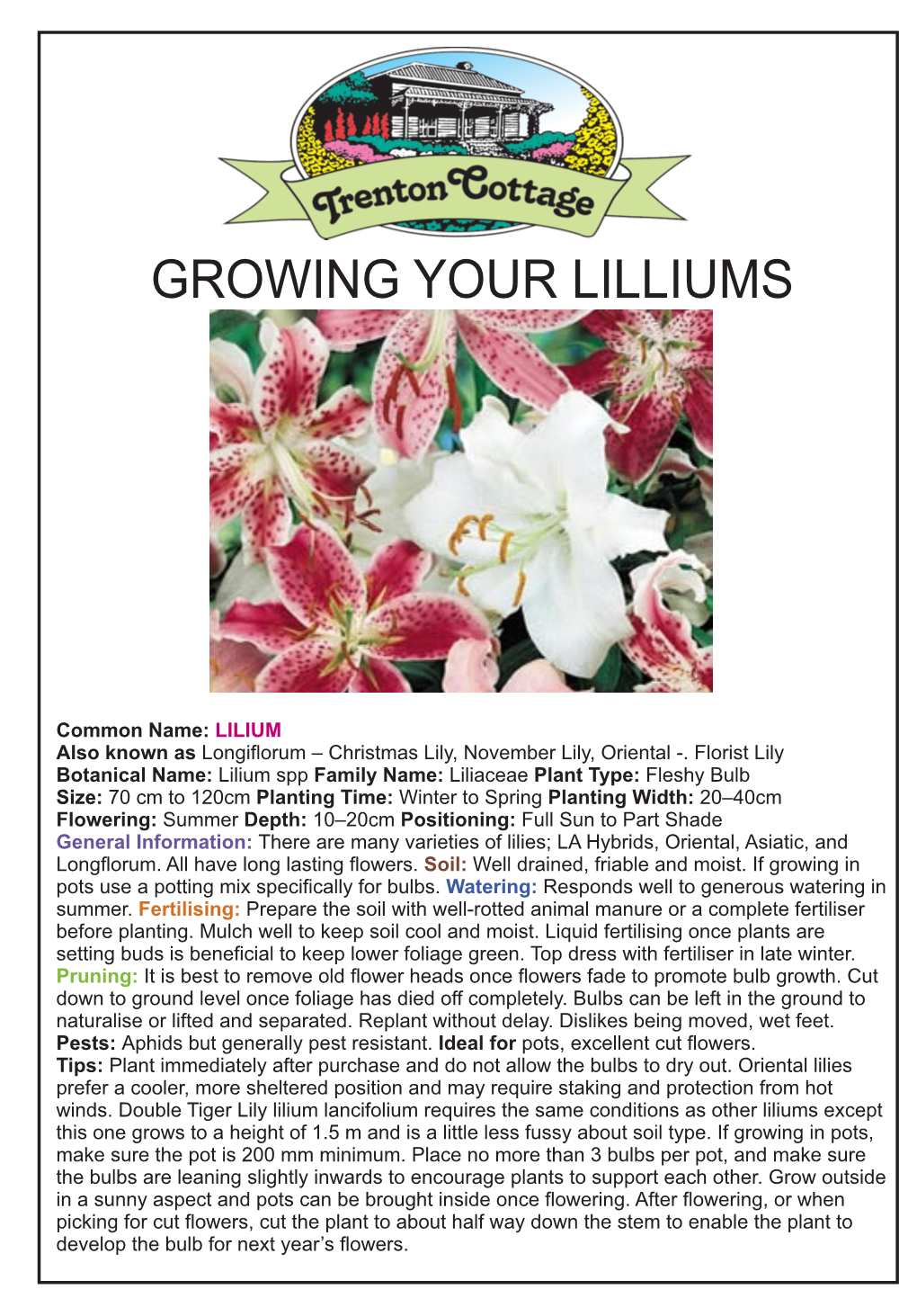 LILIUM Common Name: LILIUM Also Known As Longiflorum – Christmas Lily, November Lily, Oriental