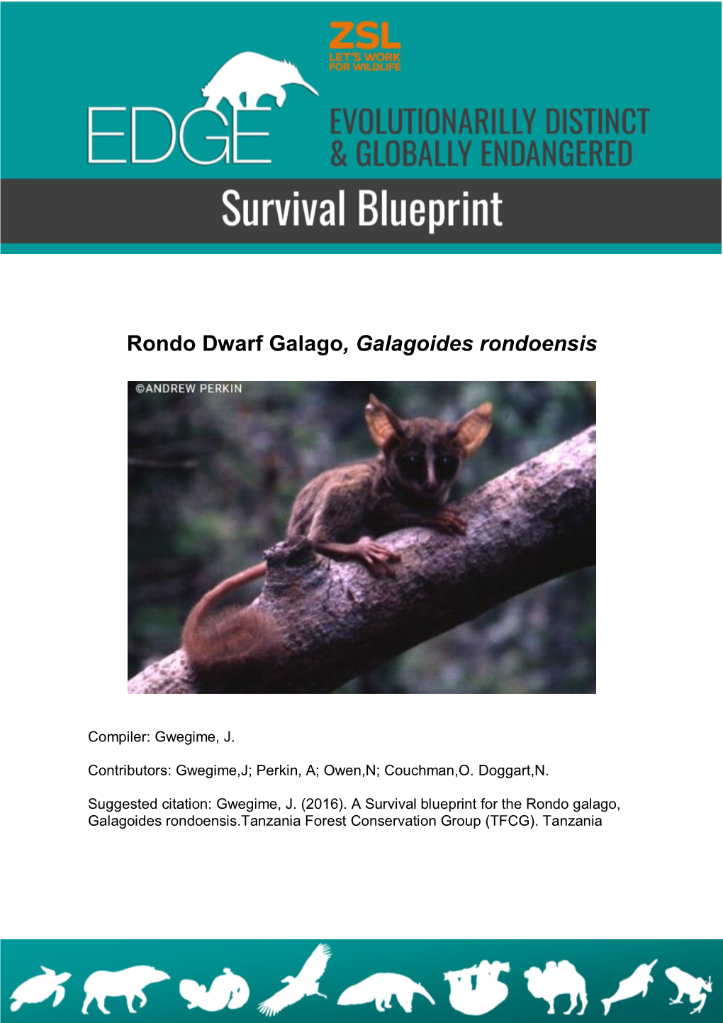 Rondo Dwarf Galago, Galagoides Rondoensis