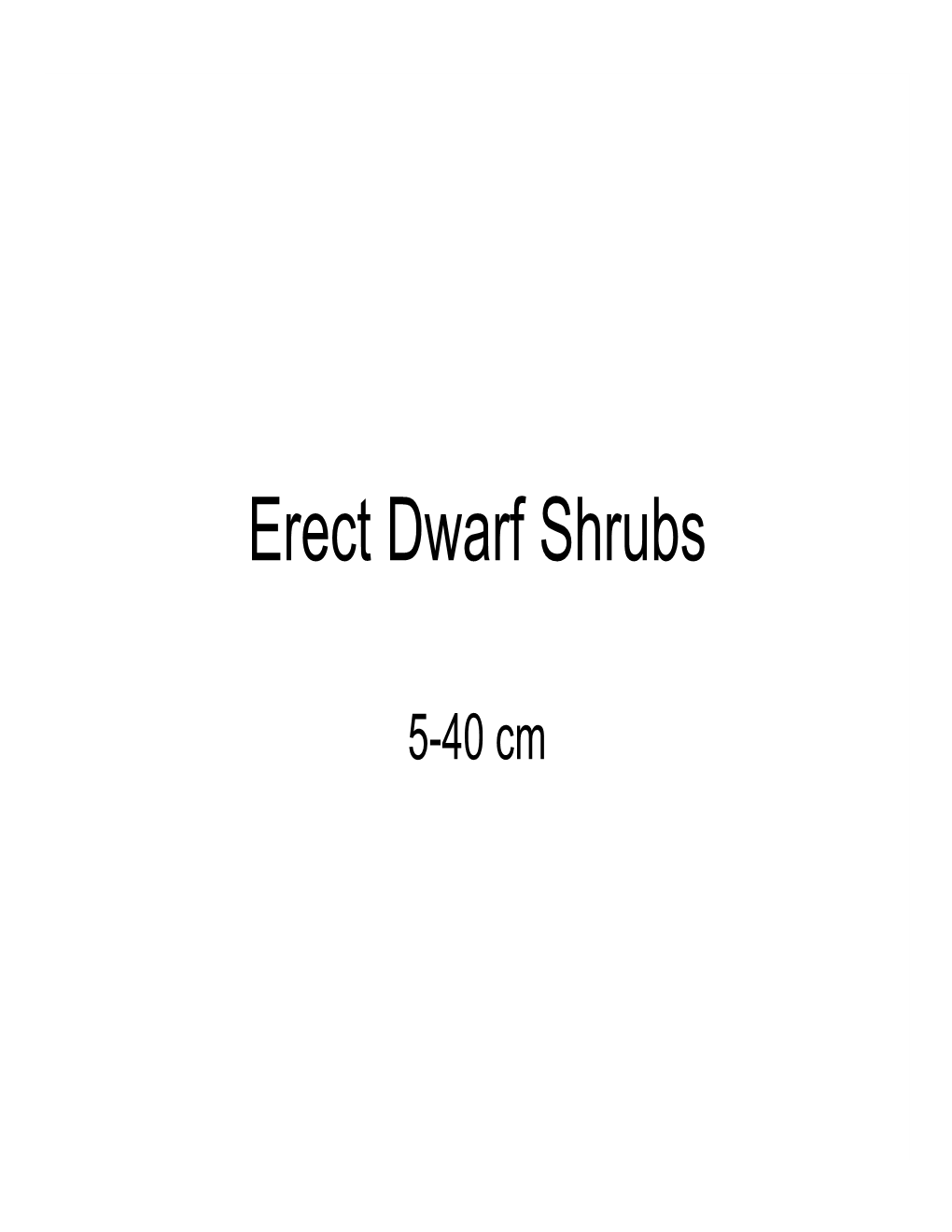 Erect Dwarf Shrubs