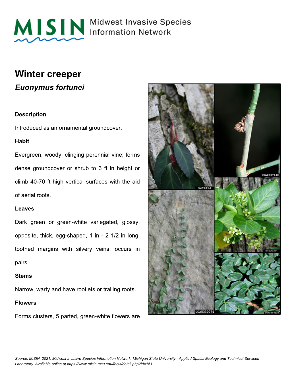 Winter Creeper Euonymus Fortunei