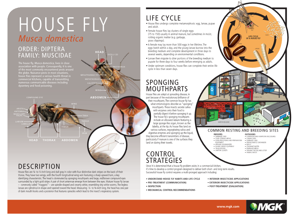 House Fly Infographic Poster