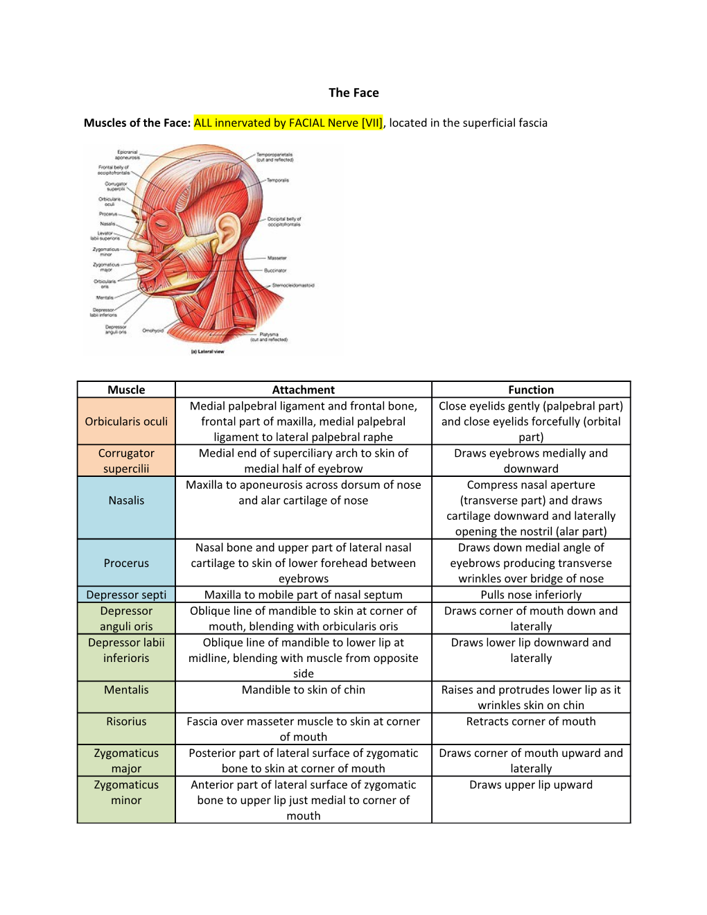 Major Arteries of the Face