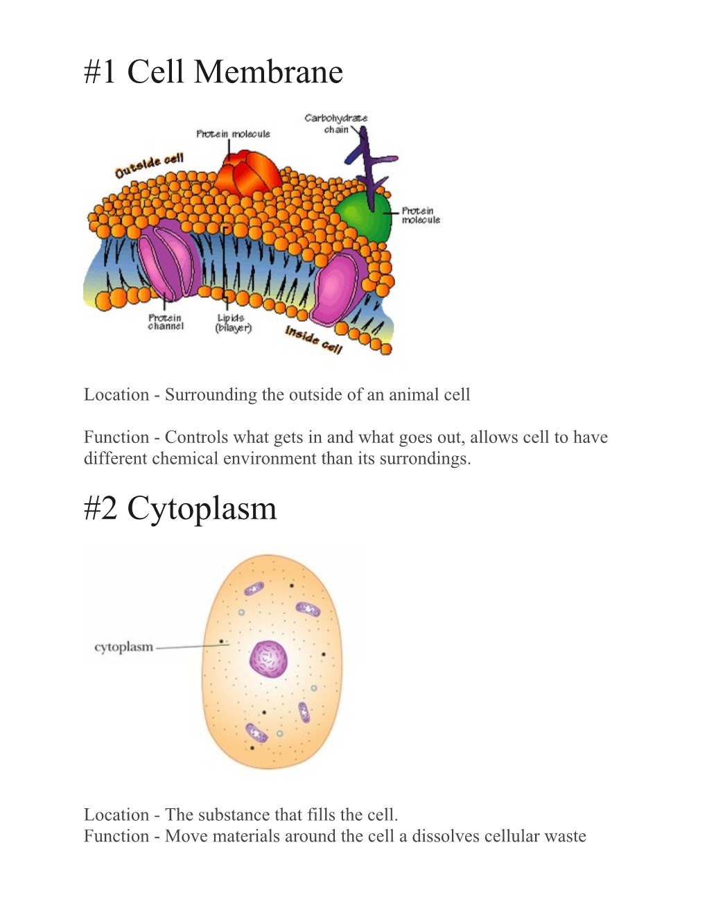 Location - Surrounding the Outside of an Animal Cell